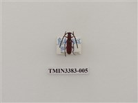 藏品(台灣樟紅天牛)的圖片